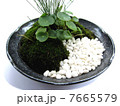 盆栽 7665579