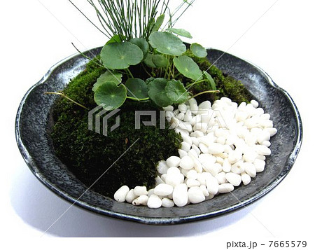 盆栽 7665579