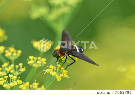 花に止まるクロバネツリアブ 花に止まるクロバネツリアブ 7665799