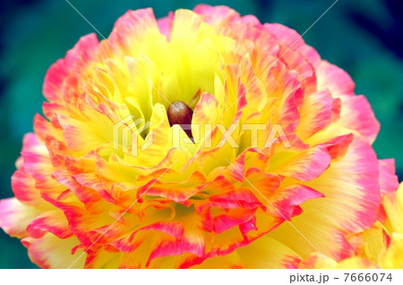 ラナンキュラスの花のアップ 7666074
