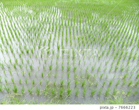 田んぼ　田植え　 7666223