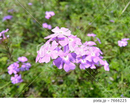 バーベナ　タピアン 7666225