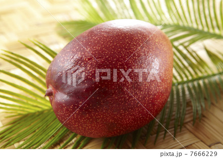 マンゴー マンゴー 7666229