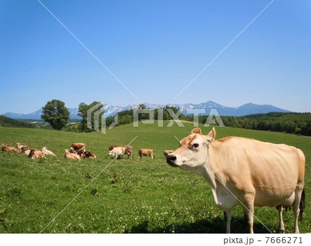 美瑛の放牧牛 美瑛の放牧牛 7666271