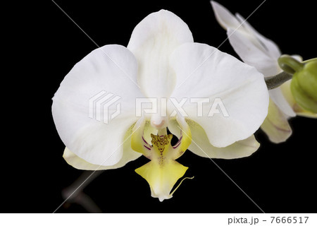 胡蝶蘭 胡蝶蘭 7666517