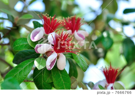 フェイジョアの花 フェイジョアの花 7666766