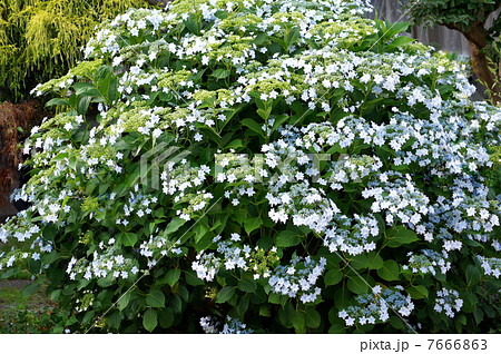 墨田の花火（淡青）：ガクアジサイ 7666863