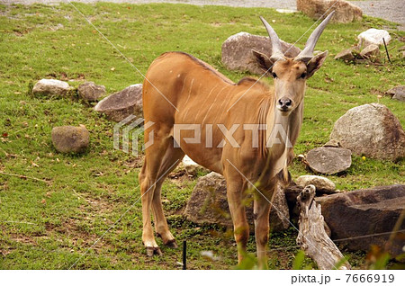 エランド 7666919