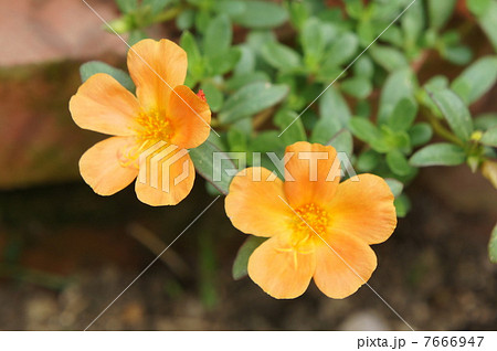 ポーチュラカ ポーチュラカ 7666947