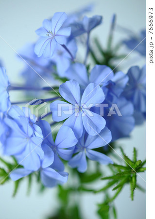 ルリマツリの花 7666973