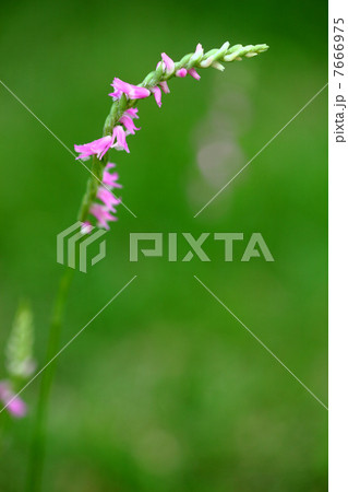 可憐なネジバナ 可憐なネジバナ 7666975