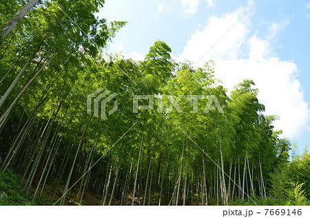 竹林 7669146