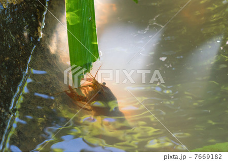 菖蒲の葉を食べるザリガニ 7669182