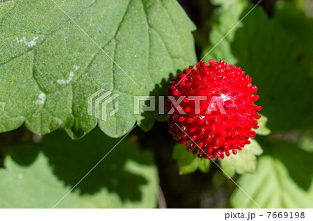 ヘビイチゴ 7669198