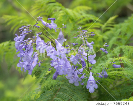 ジャカランダ 7669243