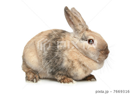 Rabbit on a white background 7669316