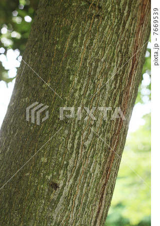 マテバシイの幹 7669539