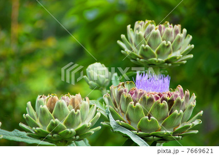 6月花　アティーチョーク・キク科71 7669621