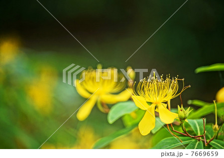 6月花　ビヨウヤナギ・オトギリソウ科18 7669659