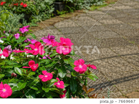 6月花 ニチニチソウ・キョウチクトウ科18 6月花 ニチニチソウ・キョウチクトウ科18 7669667