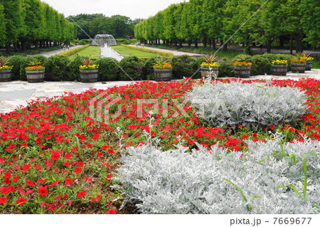 6月花 サフィニア・ナス科34昭和記念公園 6月花 サフィニア・ナス科34昭和記念公園 7669677