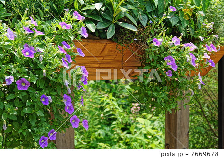 6月花　サフィニア・ナス科33 7669678