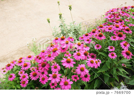 6月花　エキナケア・キク科21 7669700