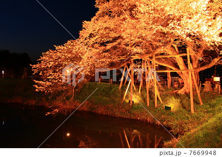 浅井の一本桜 浅井の一本桜 7669948