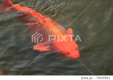 人面魚 7669963