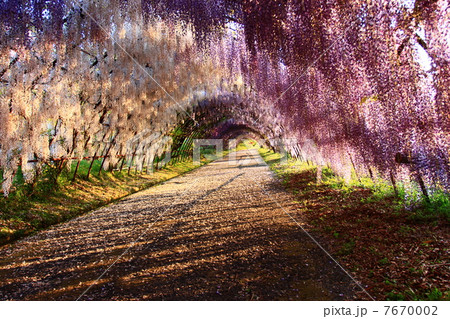 河内藤園の藤のトンネル 7670002