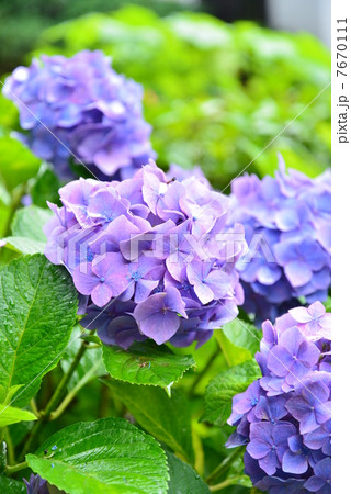 紫陽花 姫紫陽花 紫陽花 姫紫陽花 7670111