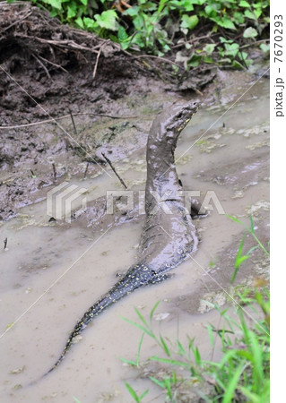 泥浴び中のMonitor Lizard 7670293