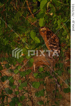 Buffy Fish Owl (マレーウオミミズク) Buffy Fish Owl (マレーウオミミズク) 7670401
