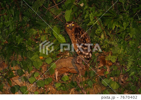 Buffy Fish Owl (マレーウオミミズク) Buffy Fish Owl (マレーウオミミズク) 7670402