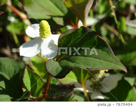 どくだみ　横 7670404