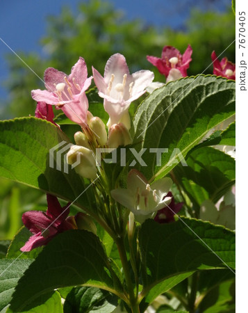 ハコネウツギ　七変化　青空　タテ 7670405