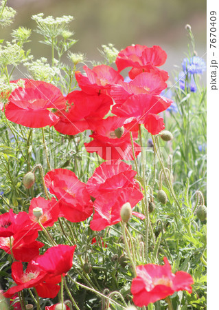 ケシの花 ケシの花 7670409