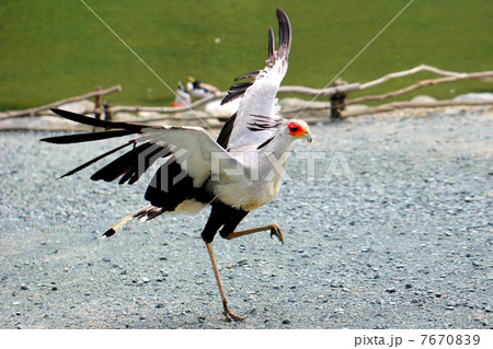 ヘビクイワシ 7670839