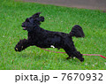 走る犬 7670932