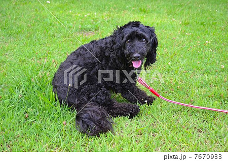 座る犬 7670933