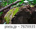 苔むす倒木 7670935