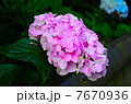 紫陽花 7670936