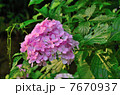 紫陽花 7670937