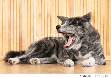 Akita Inu dog portrait Akita Inu dog portrait 7670946