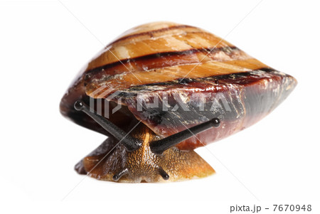 Big snail crawling 7670948