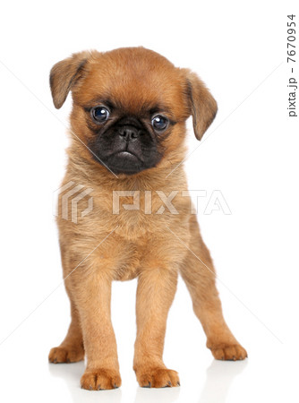 Petit brabancon puppy Petit brabancon puppy 7670954