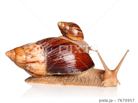 Giant African snails crawling Giant African snails crawling 7670957