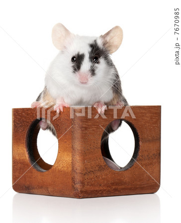 Tiny mouse sitting on a wooden toy 7670985
