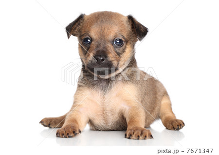 Chihuahua puppy (one month) Chihuahua puppy (one month) 7671347