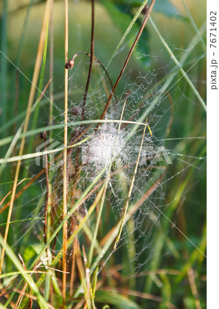 Summer and Cobwebs 7671402